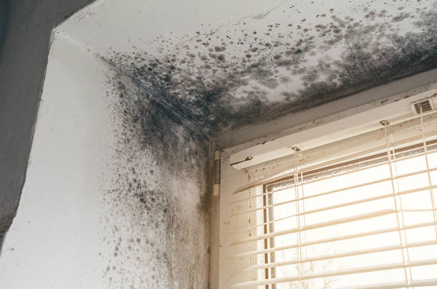 Affordable Basement Mold Removal solutions in Greenville, IL