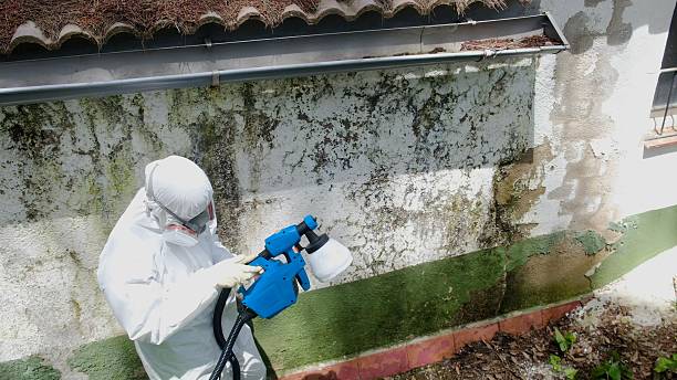Top rated local Basement Mold Removal specialists in Greenville, IL